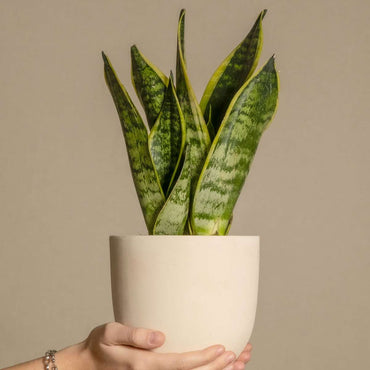 Sansevieria Laurentii - Set van 2