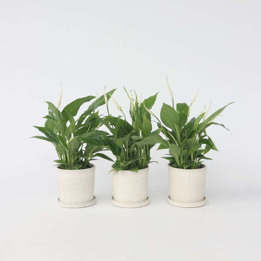 Spathiphyllum - Set van 3