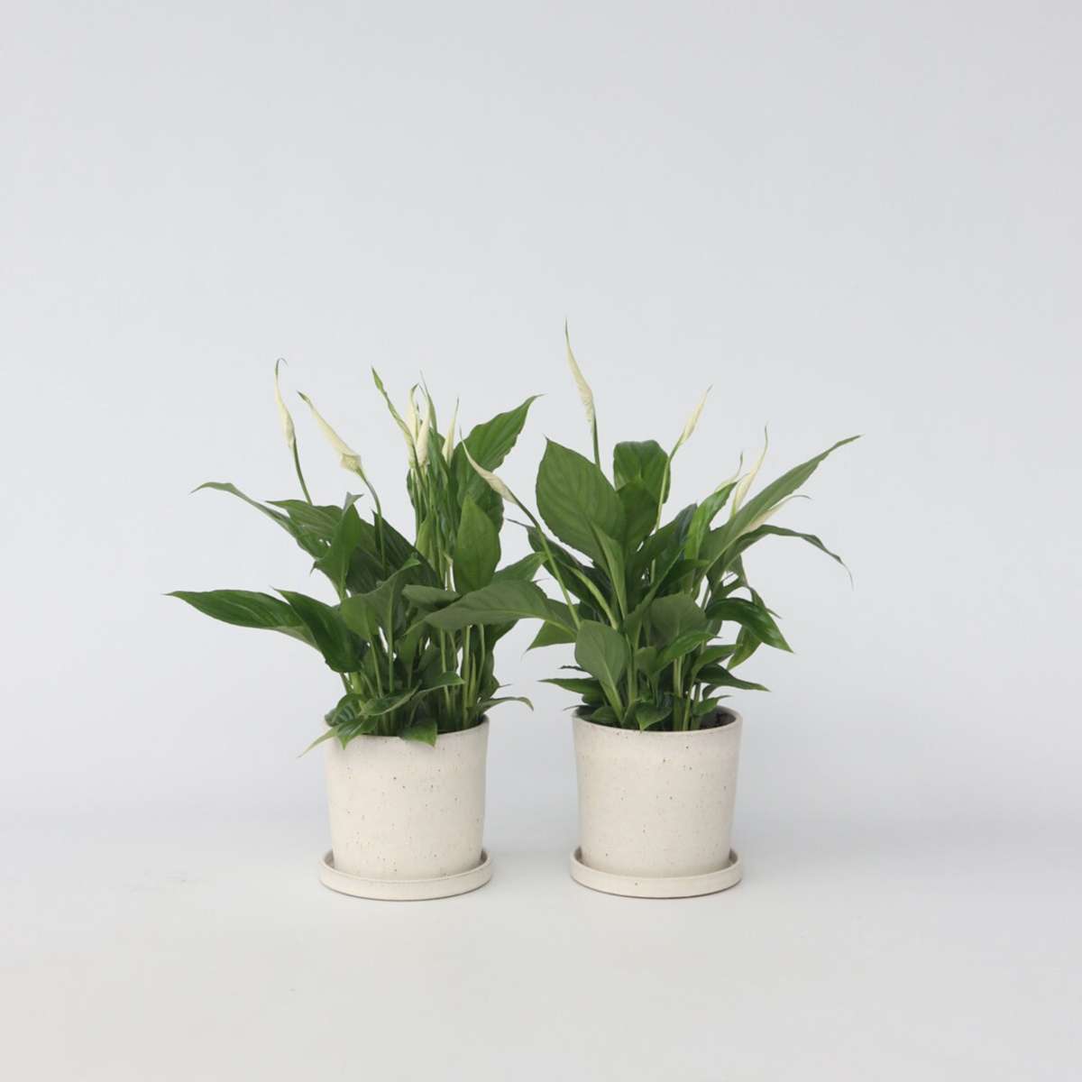Spathiphyllum - Set van 6