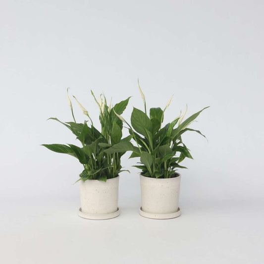 Spathiphyllum - Set van 6