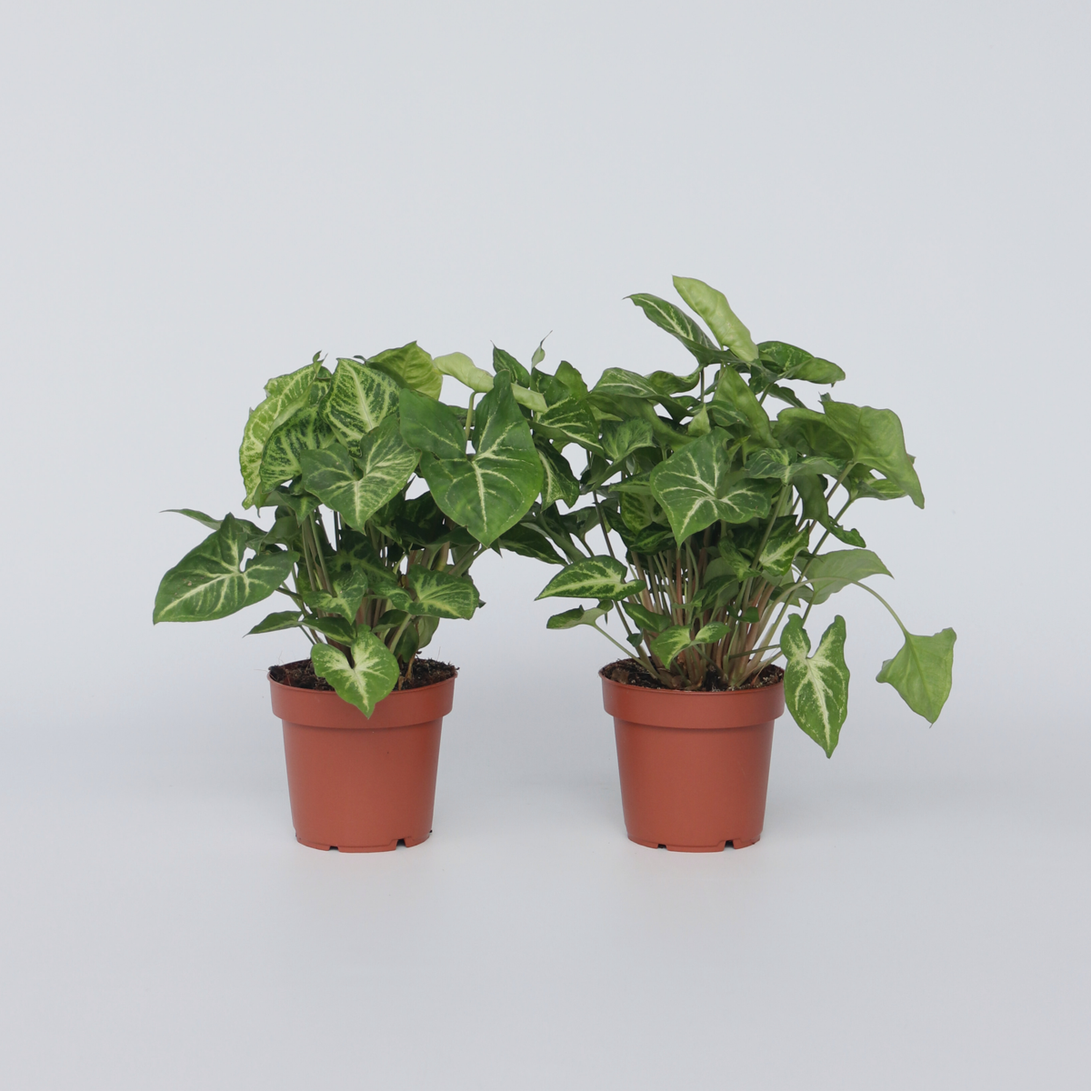 Syngonium 'Pixie' - Set van 2 - Pijlpuntplant