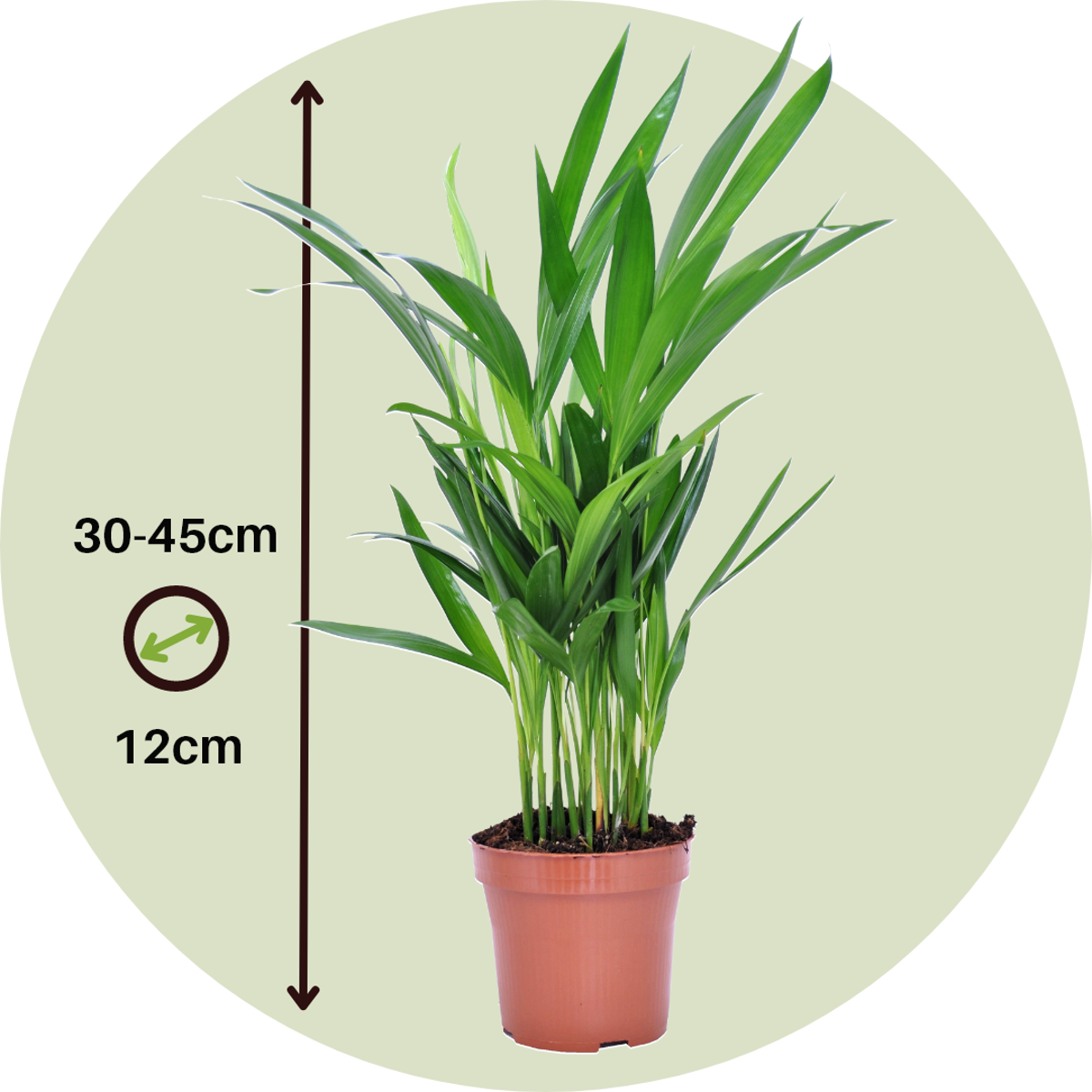 Dypsis Lutescens - Set van 4 - Areca