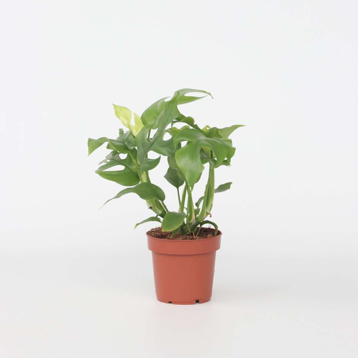 Rhaphidophora tetrasperma - Monstera minima