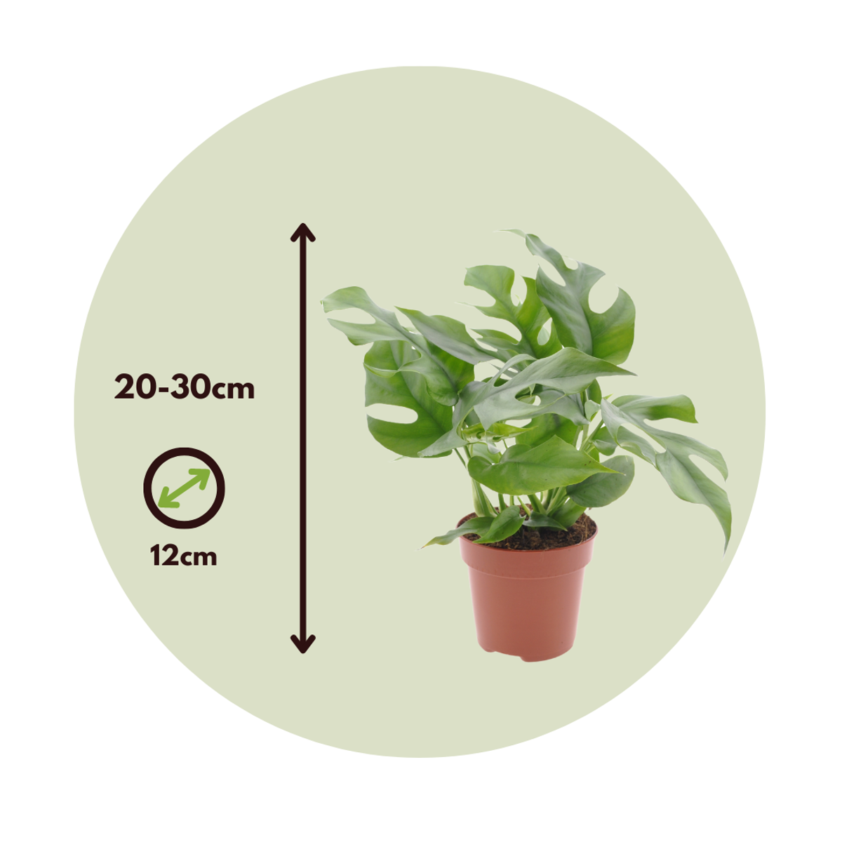 Rhaphidophora tetrasperma - Set van 2 - Monstera minima