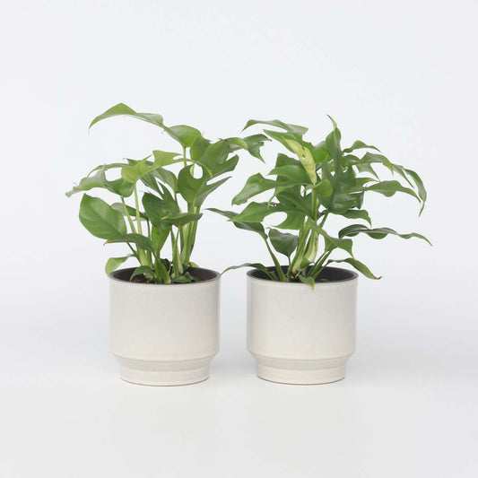 Rhaphidophora tetrasperma - Set van 2 - Monstera minima