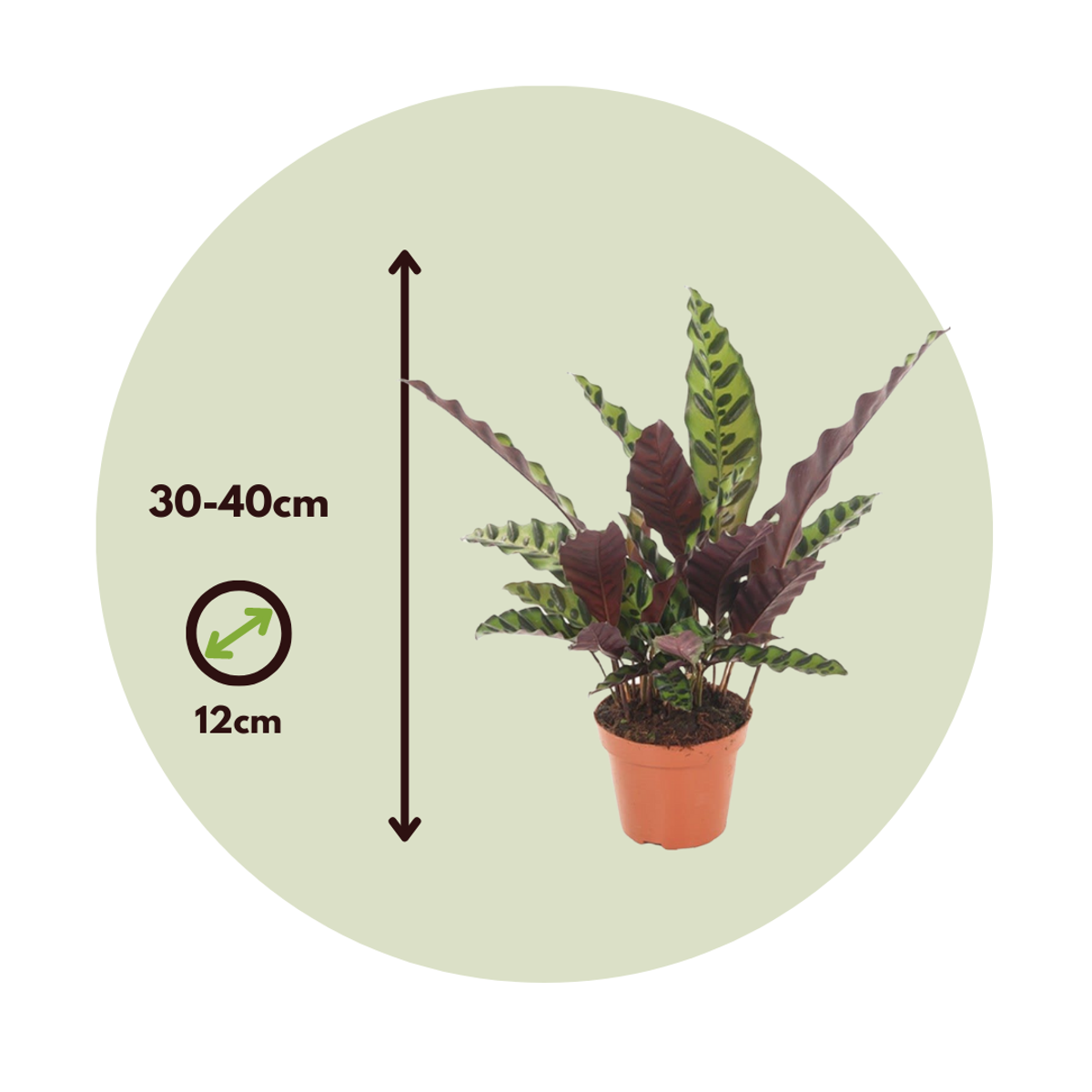 Calathea Insignis - Marantaceae