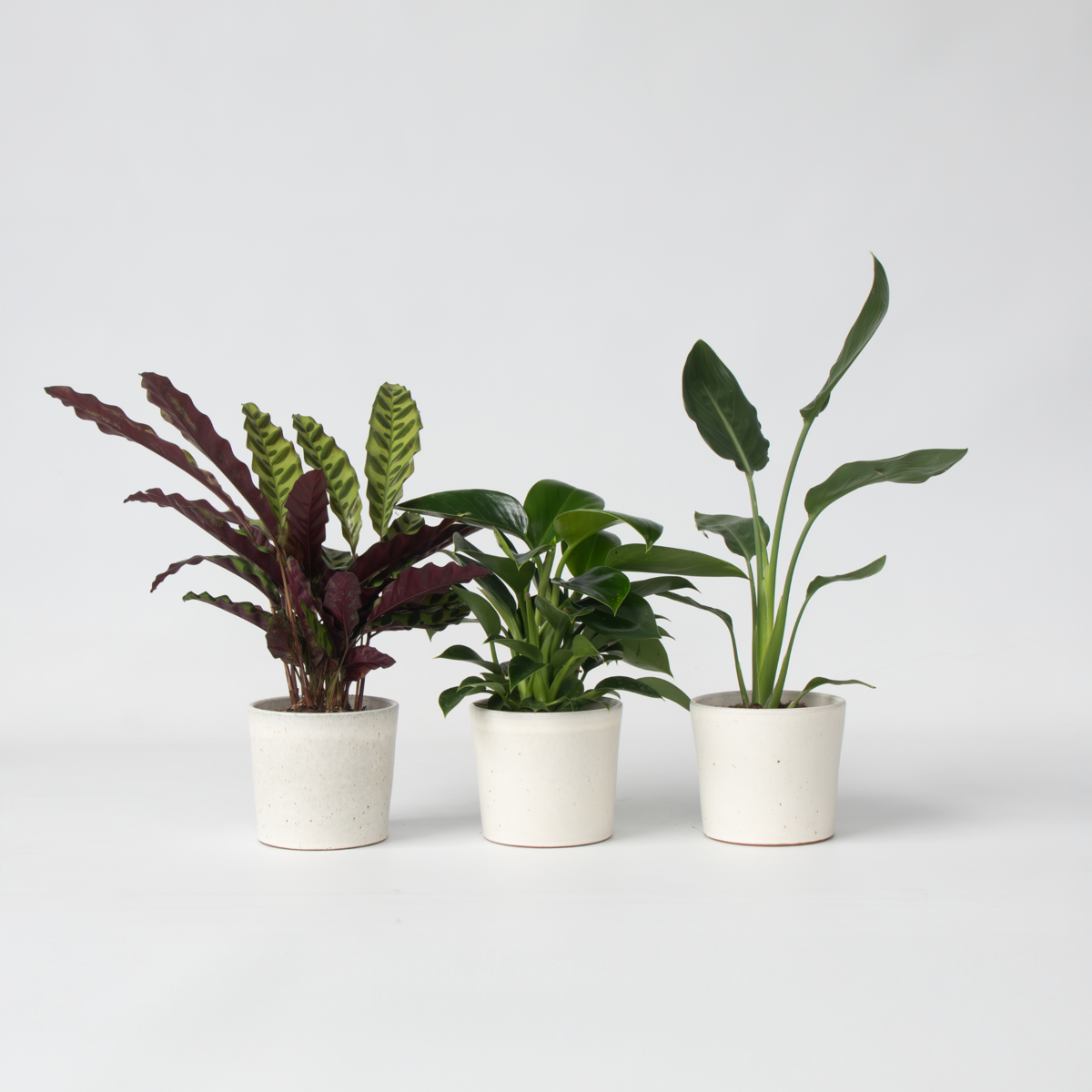 Groene kamerplanten 'Tropisch' - Mix van 3