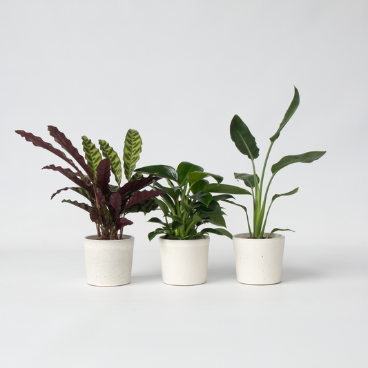 Groene kamerplanten 'Tropisch' - Mix van 3