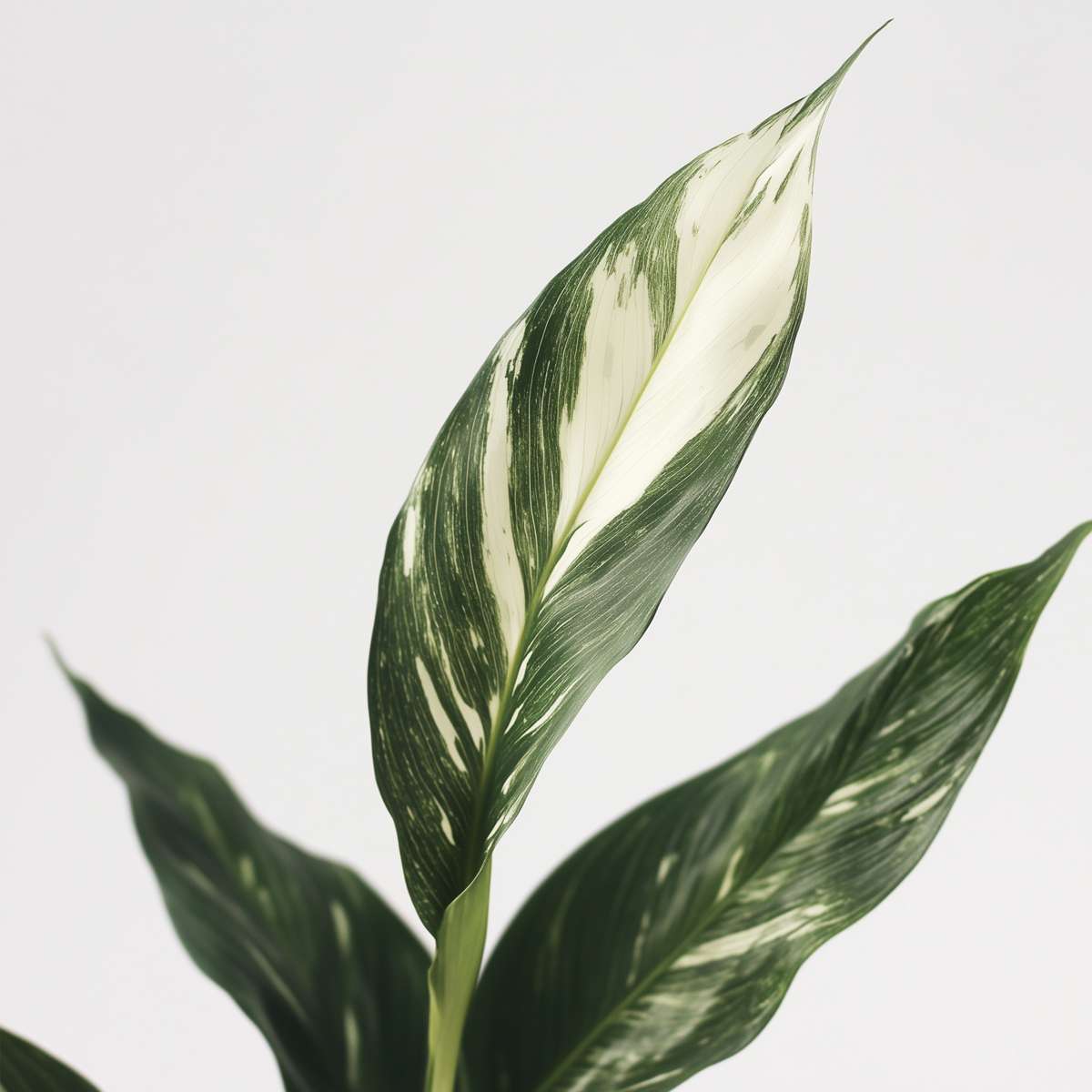 Spathiphyllum 'Diamond'