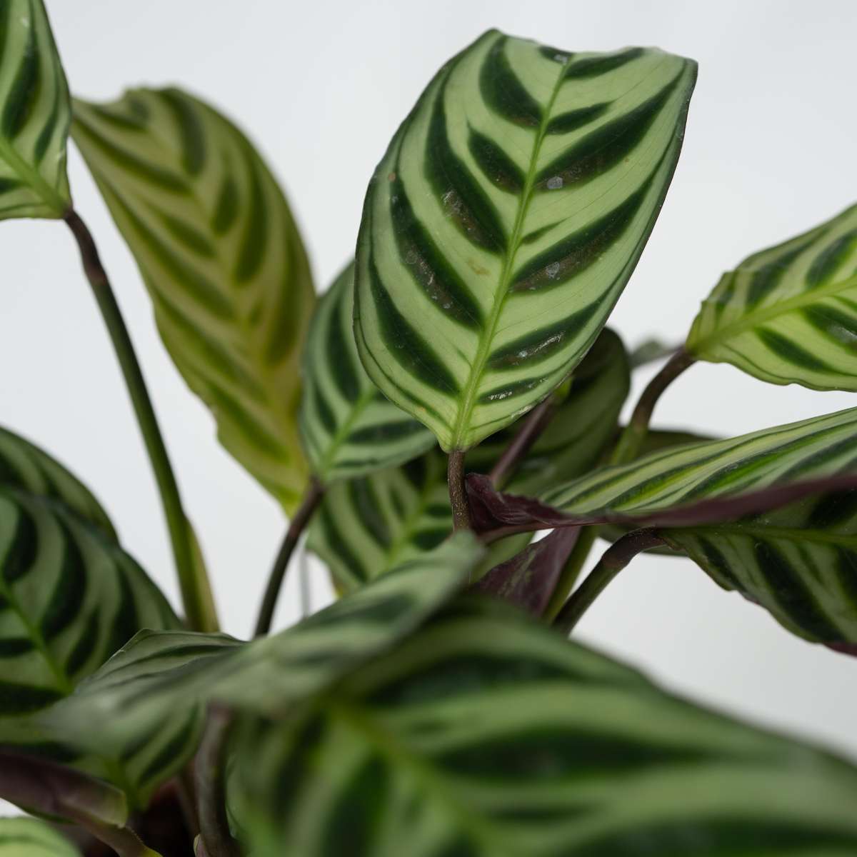 Ctenanthe amagris - Set van 2 - Gebedsplant