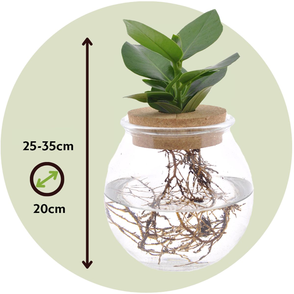 Clusia in glas - Hydroponie
