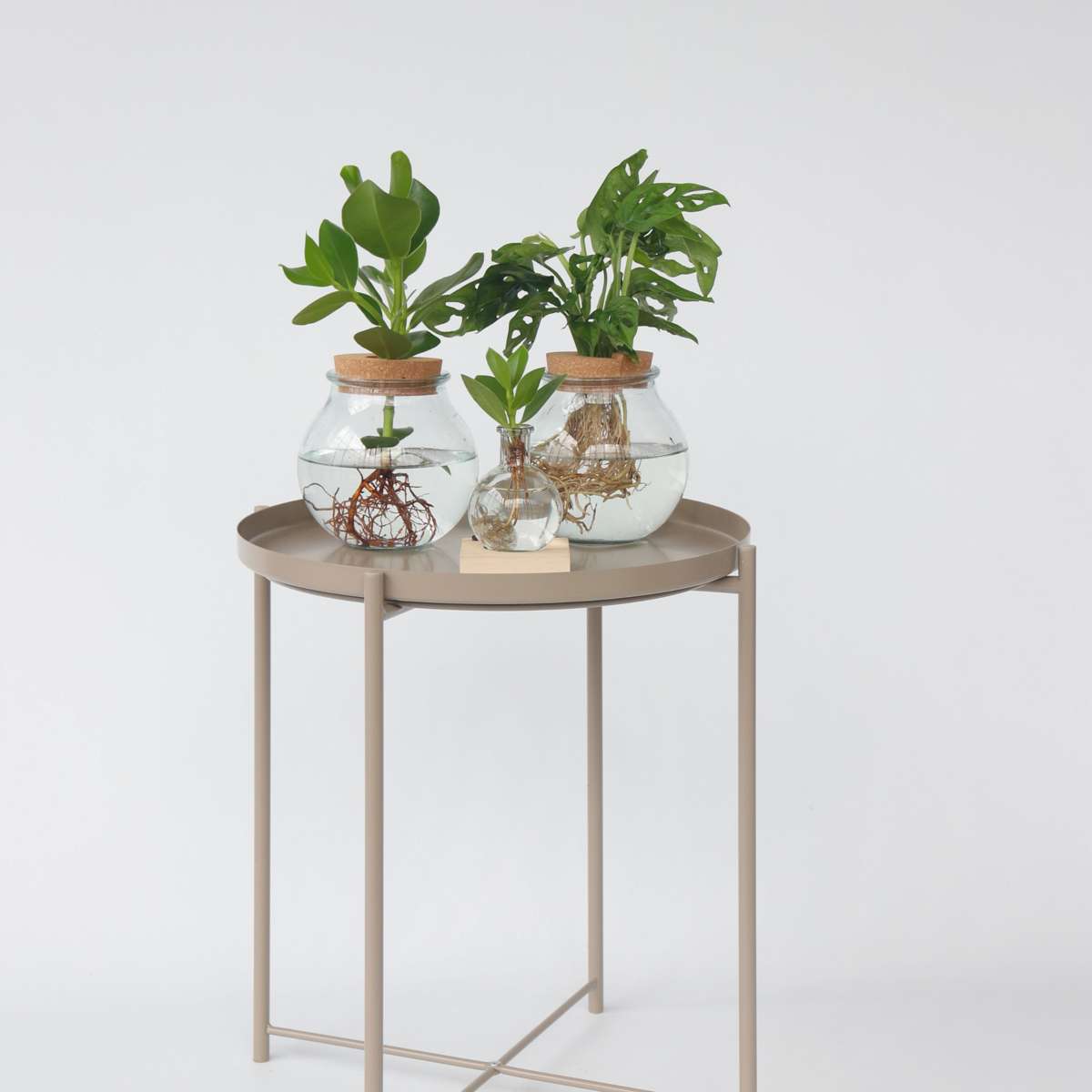 Clusia in glas - Hydroponie