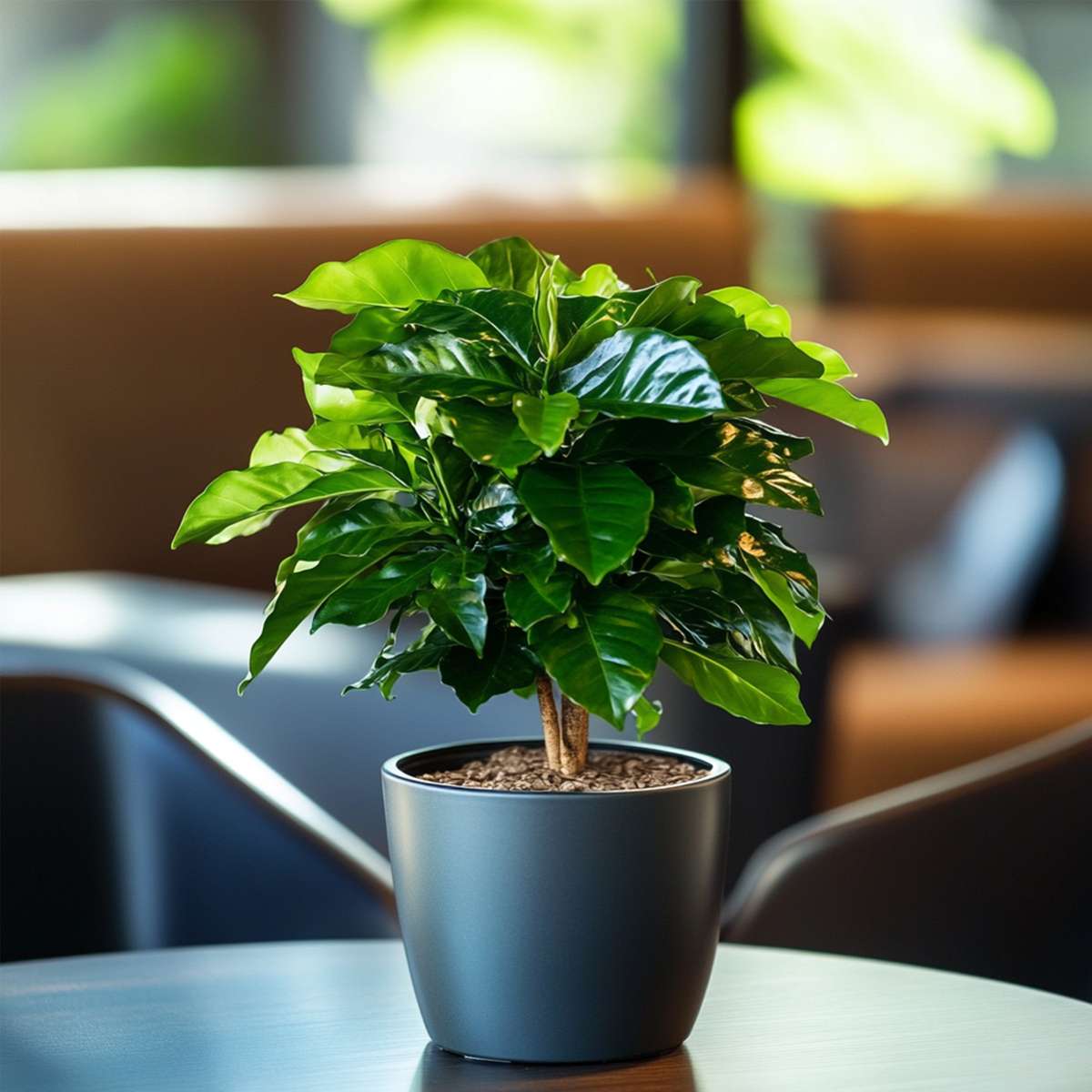 Coffea arabica - Koffieplant