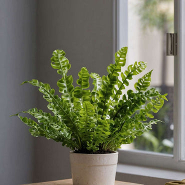 Asplenium nidus 'Crispy Wave' - Set van 2 - Nestvaren