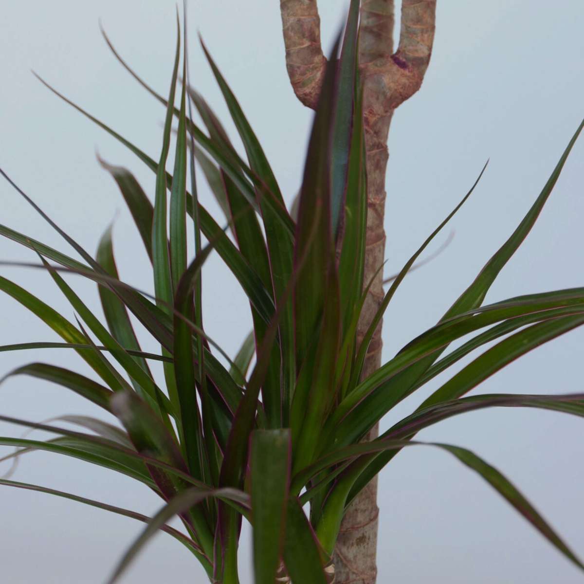 Dracaena marginata - Set van 2 - Drakenbloedboom