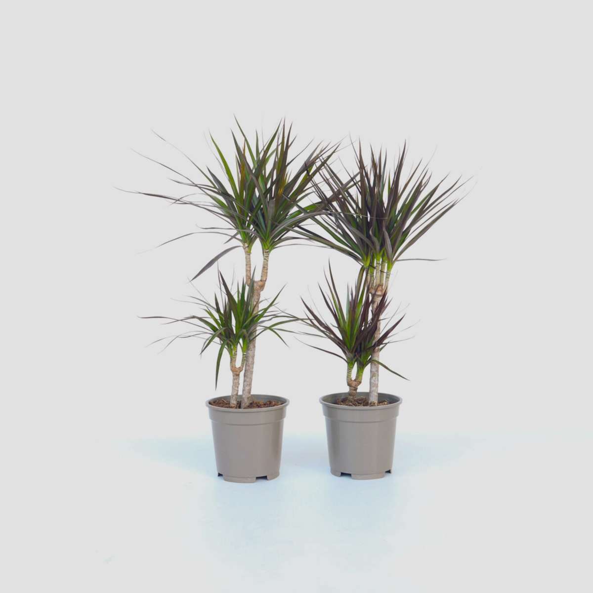 Dracaena marginata - Set van 2 - Drakenbloedboom