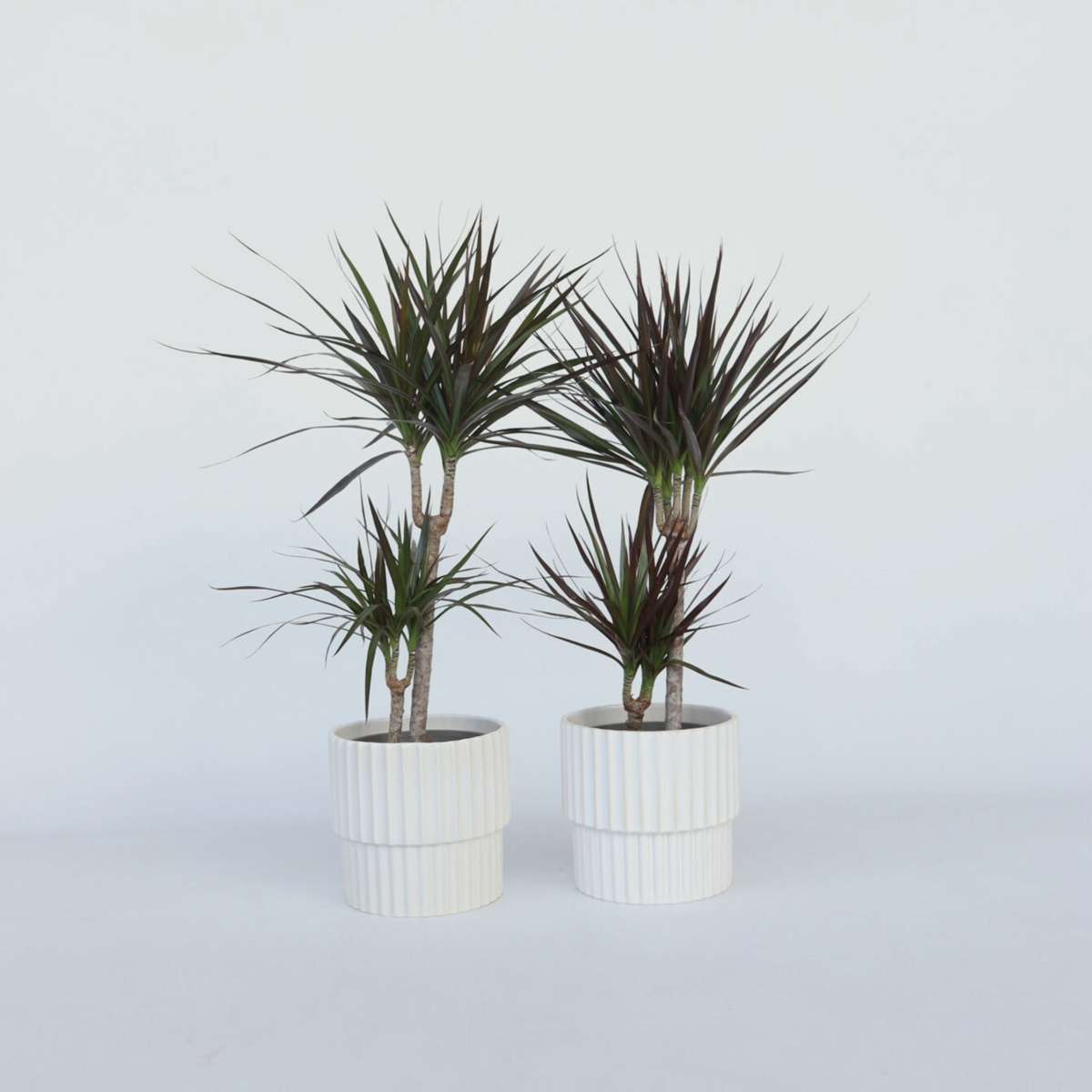 Dracaena marginata - Set van 4 - Drakenbloedboom