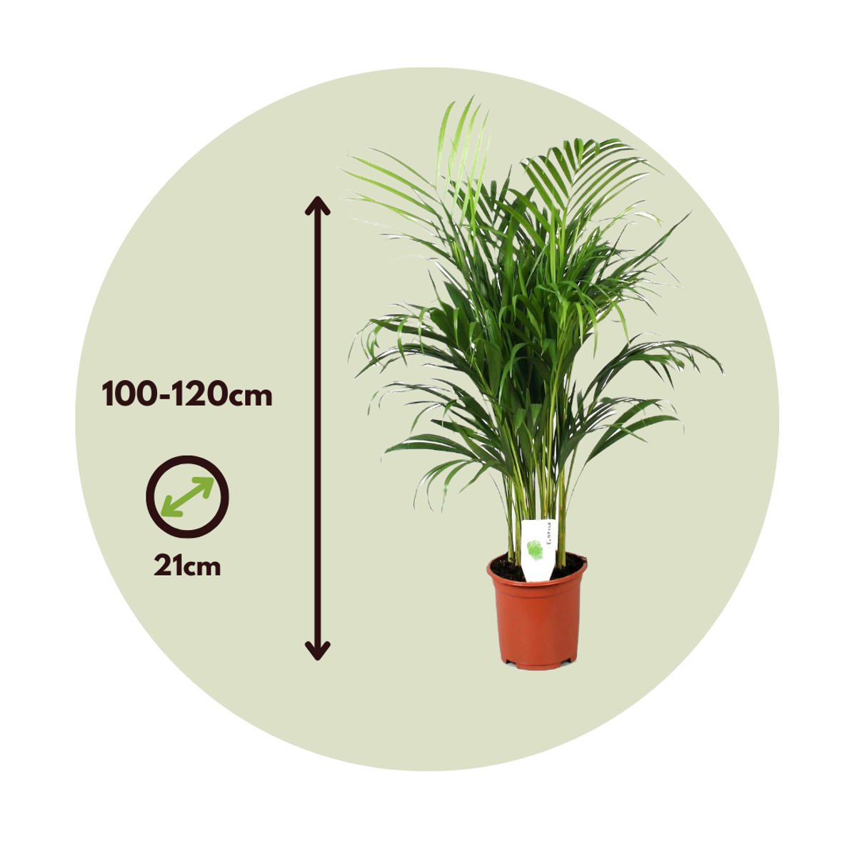 Dypsis Lutescens - Areca - Goudpalm