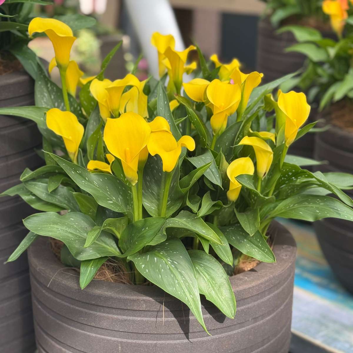 Calla 'Ruby' - Aronskelk - Geel