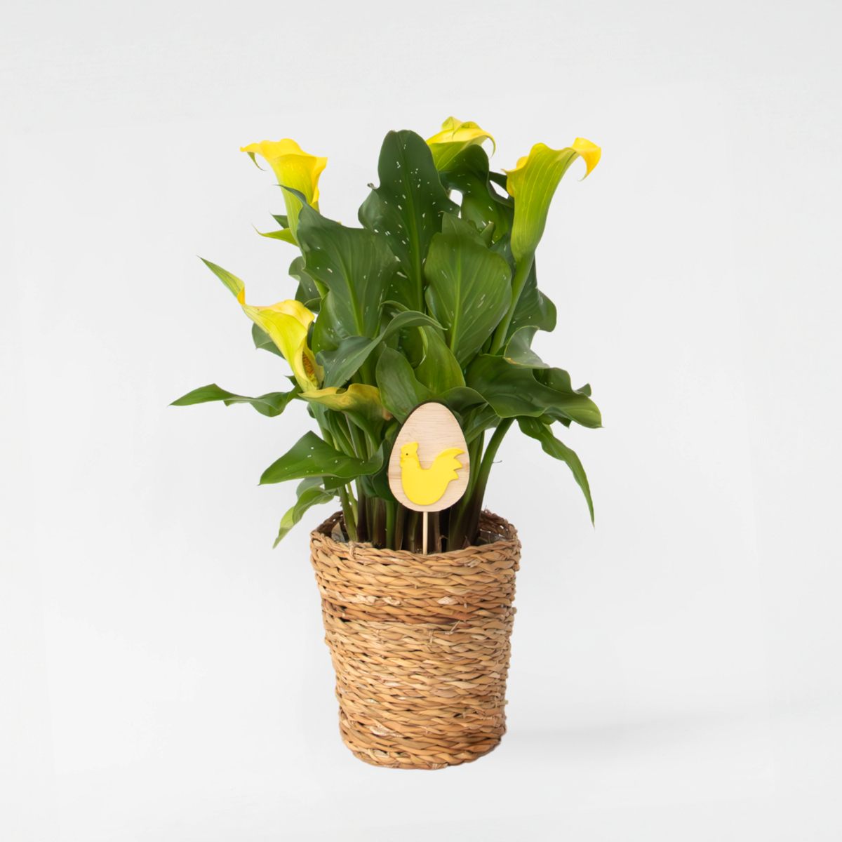 Calla 'Ruby' - Aronskelk - Geel