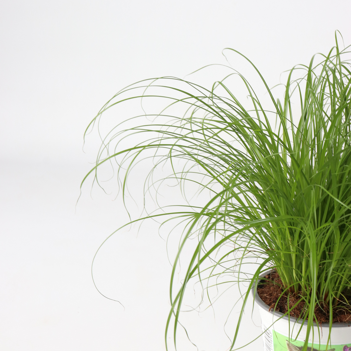 Cyperus - Set van 6 - Kattengras