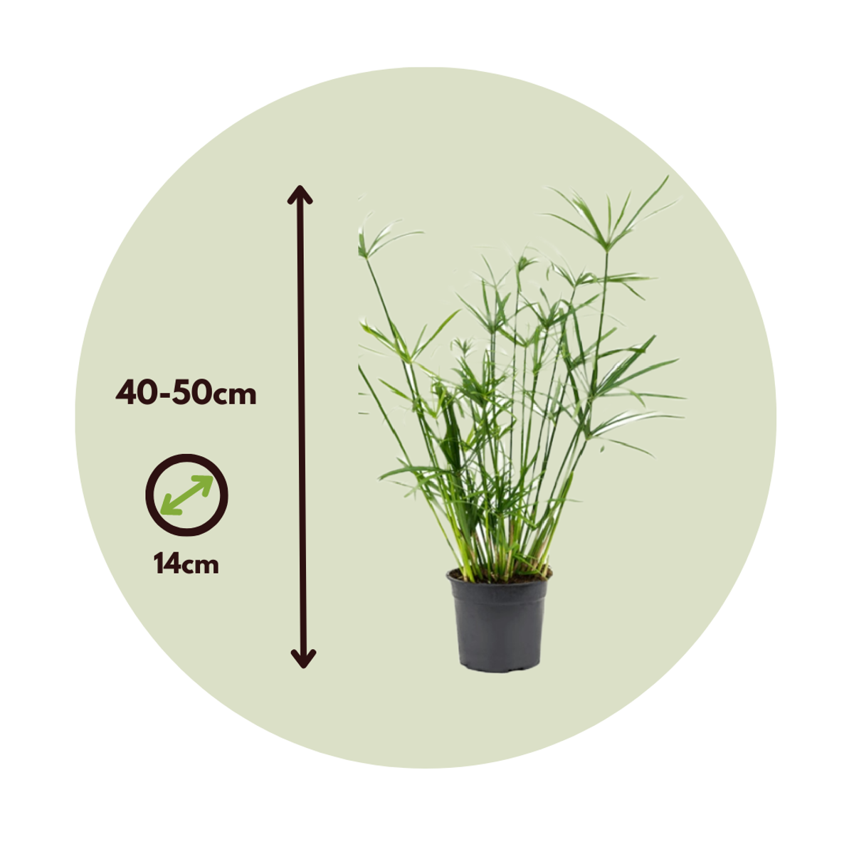 Cyperus alternifolius - Set van 4 - Parapluplant