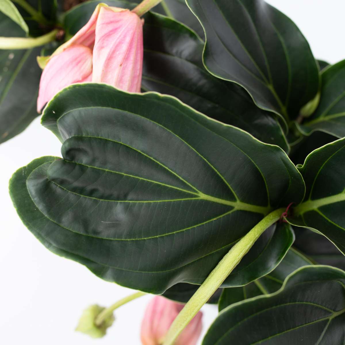 Medinilla Magnifica - Trosbloem