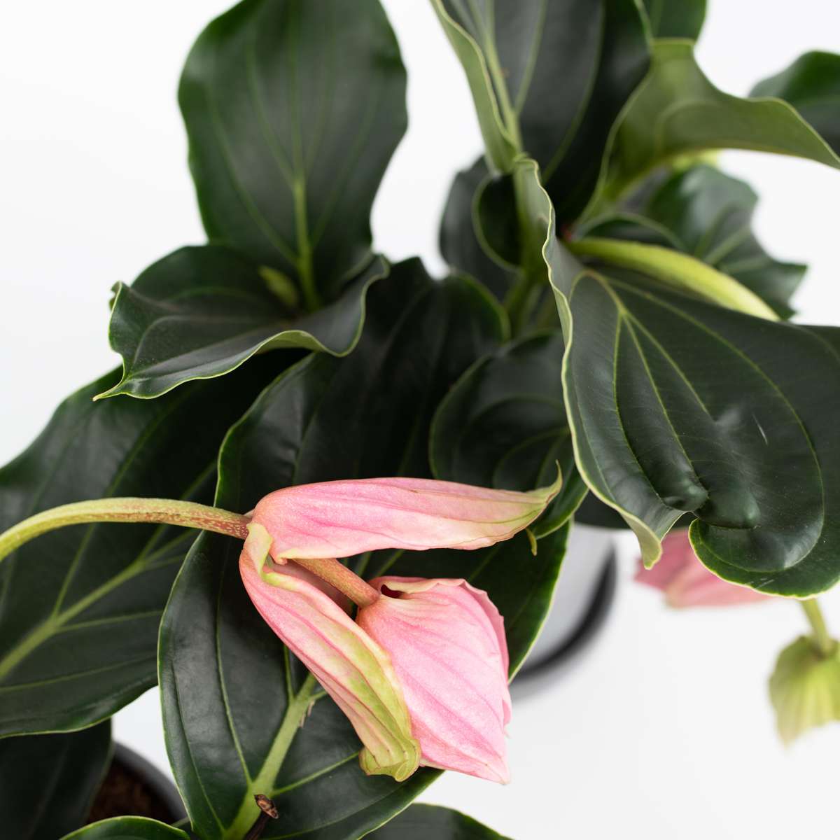 Medinilla Magnifica - Trosbloem