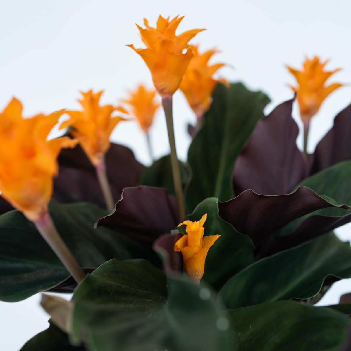 Calathea 'Crocata'