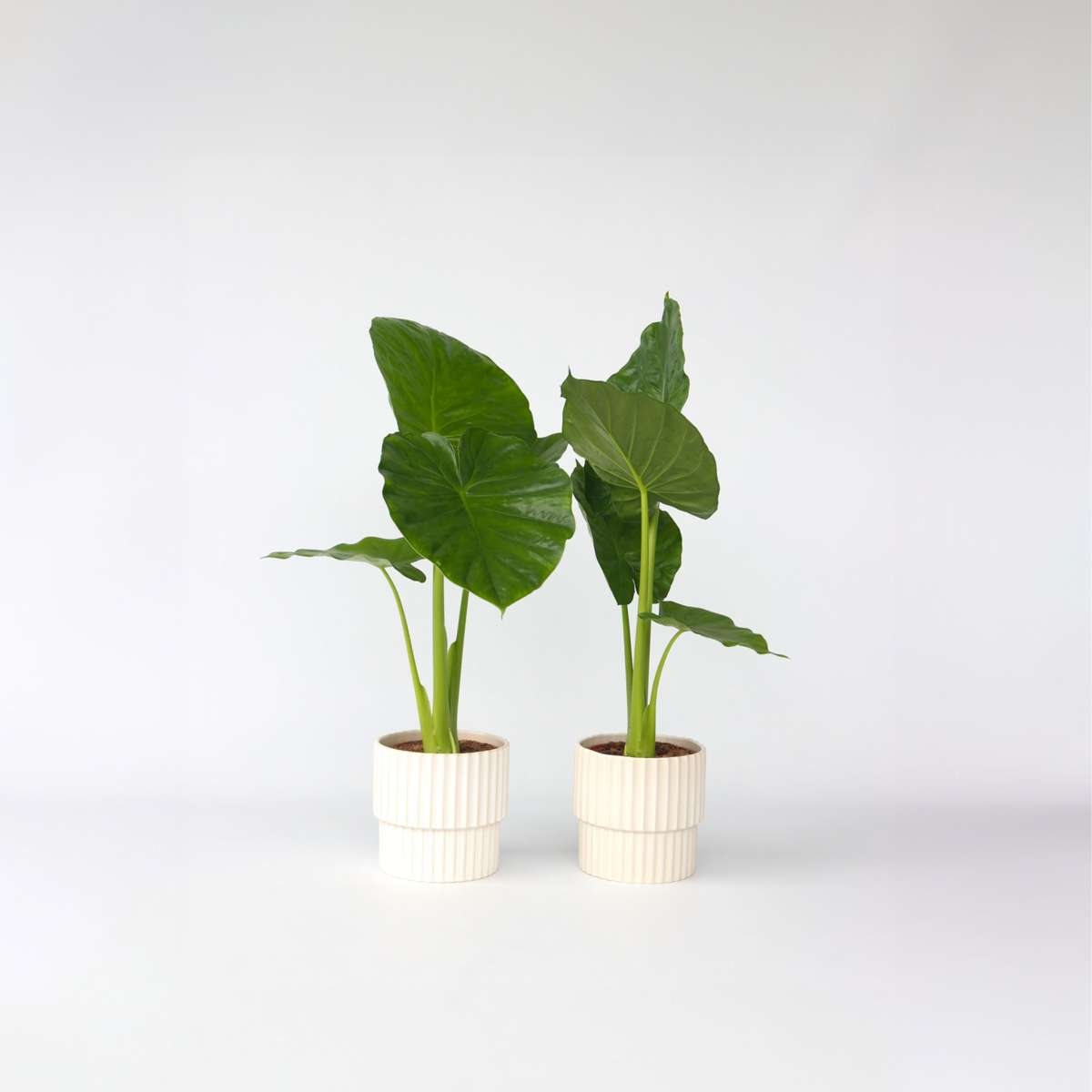 Alocasia 'Odora' - Set van 2 - Olifantsoor