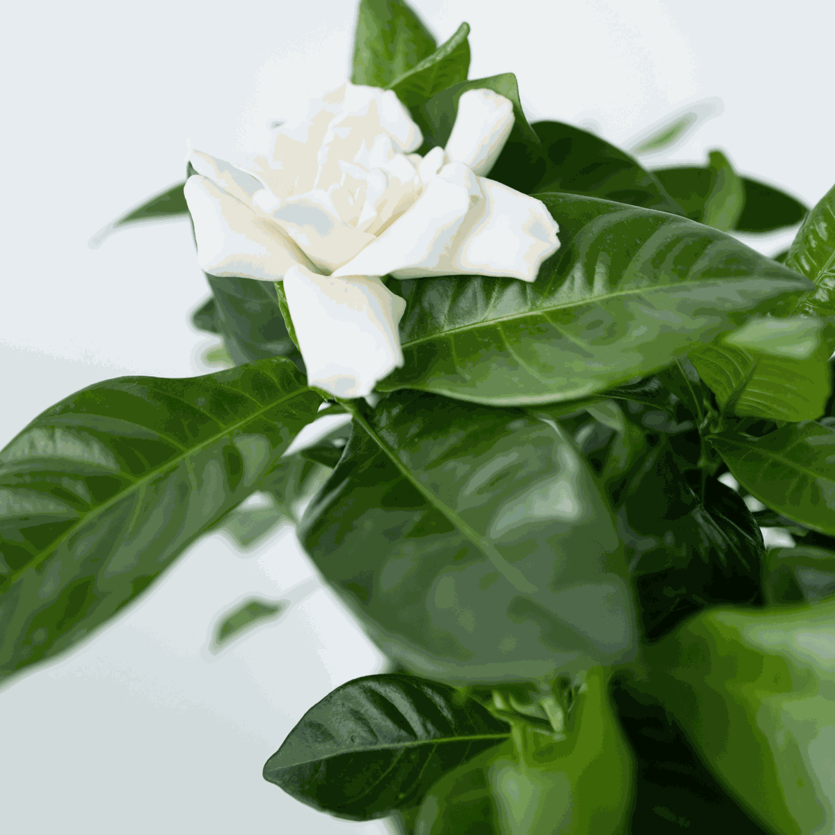 Gardenia Jasminoides - Witte bloemen - Jasmijn