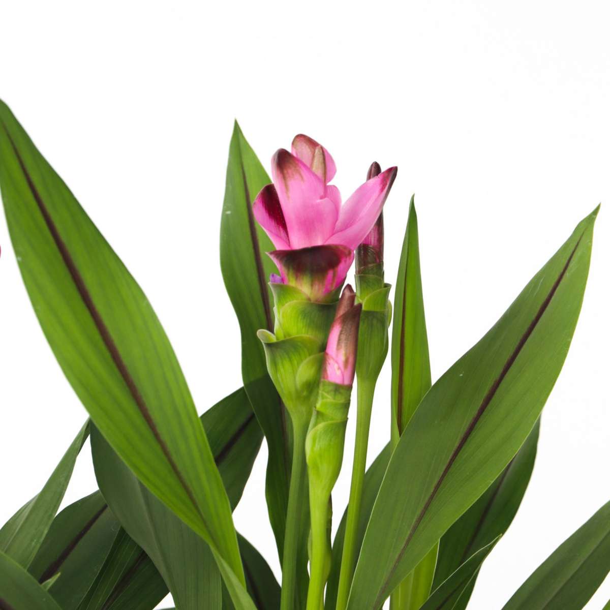 Curcuma 'Siam Splash' - Siamese tulp