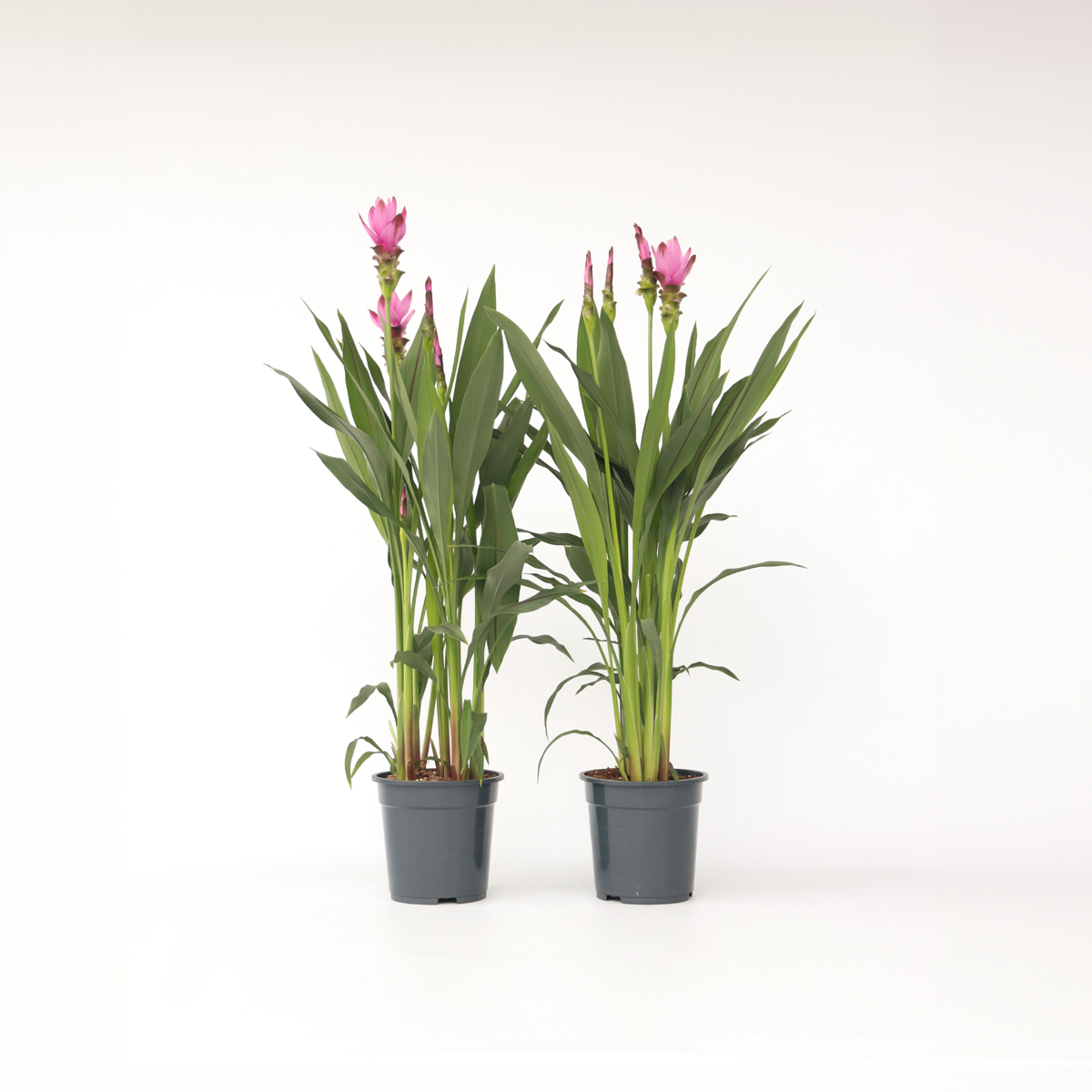 Curcuma Alismatifolia Siam 'Supreme' - Set van 2