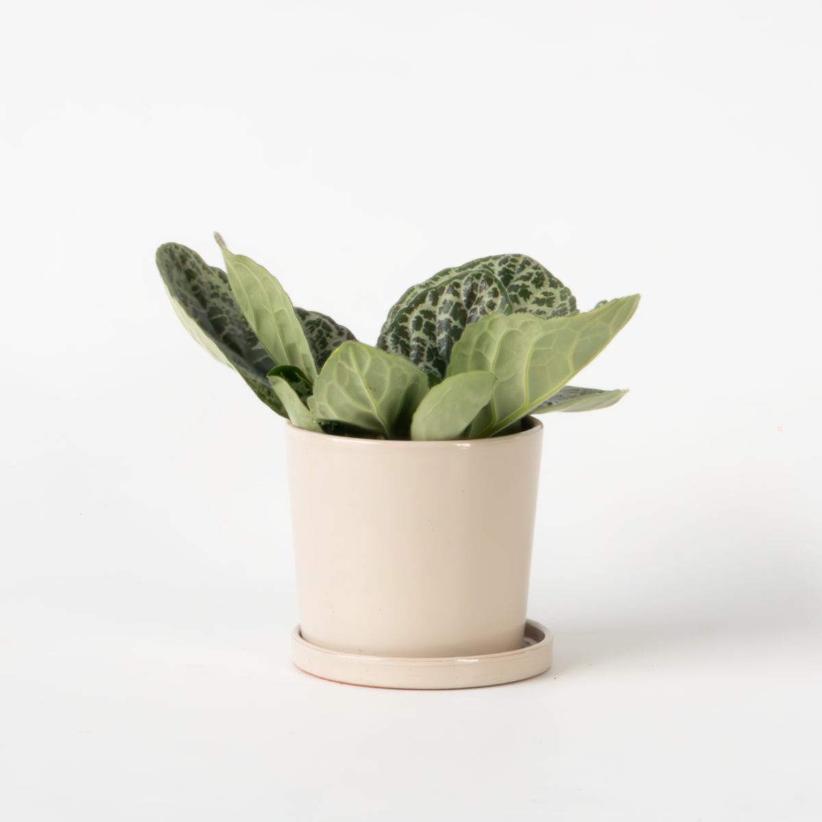 Streptocarpus 'Pretty Turtle' - Spiraalvrucht