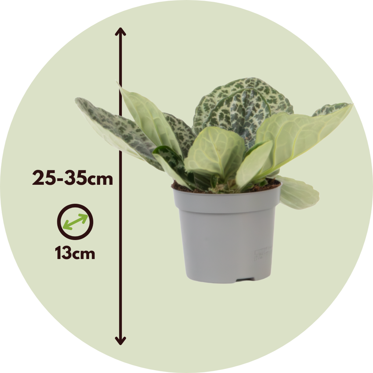 Streptocarpus 'Pretty Turtle' - 2 Stuks - Spiraalvrucht