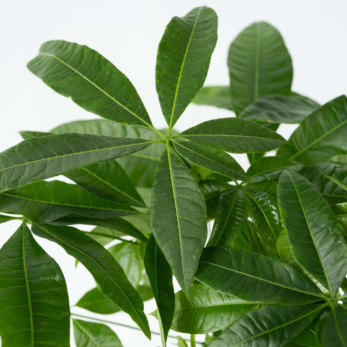 Pachira aquatica 'Geldboom'