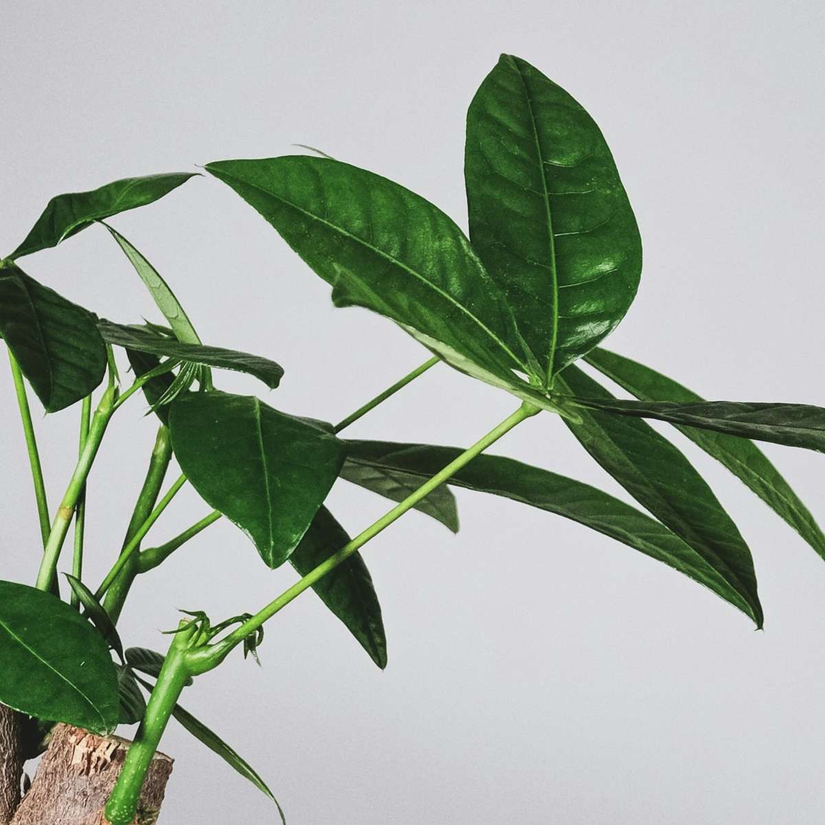 Pachira aquatica 'Geldboom'