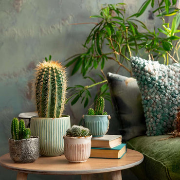 Mini-Cactussen - Mix van 6 stuks