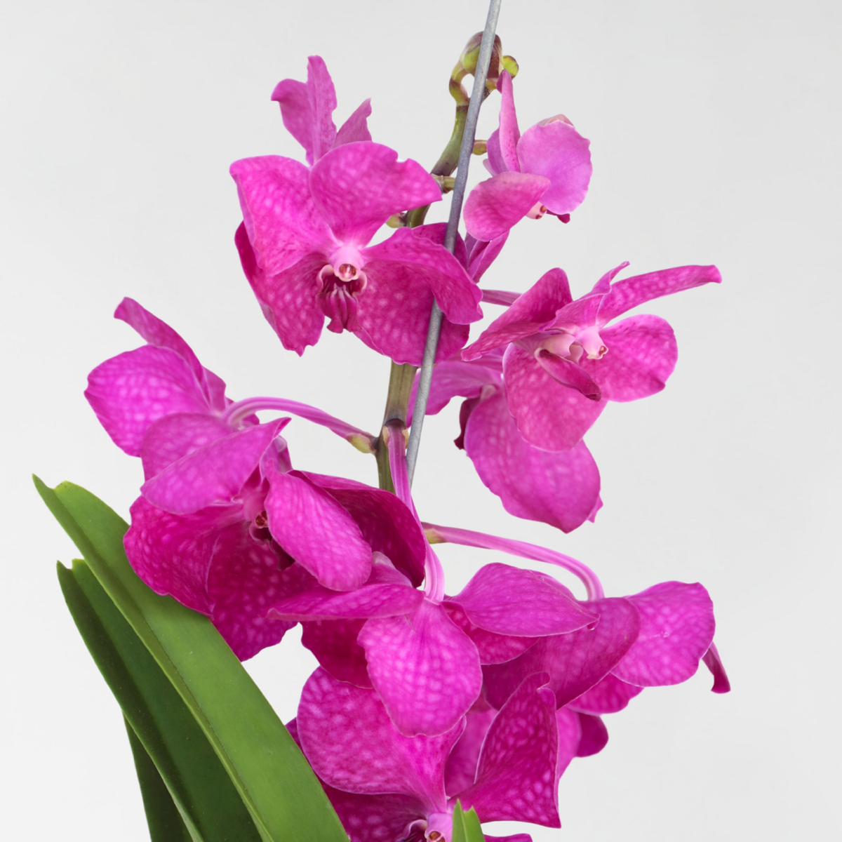 Vanda orchidee 'Tayanee Cerise' - Creme-wit