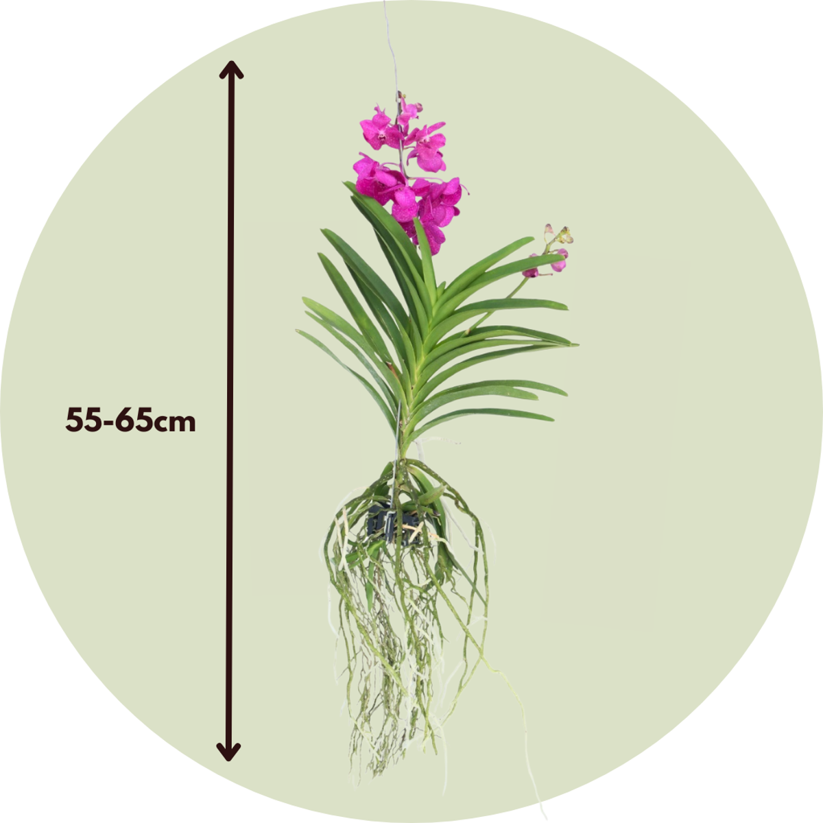 Vanda orchidee 'Tayanee Cerise' - Creme-wit