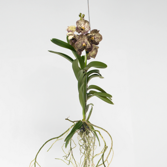Vanda 'Ocelot Mocha' - Orchidee - Paars