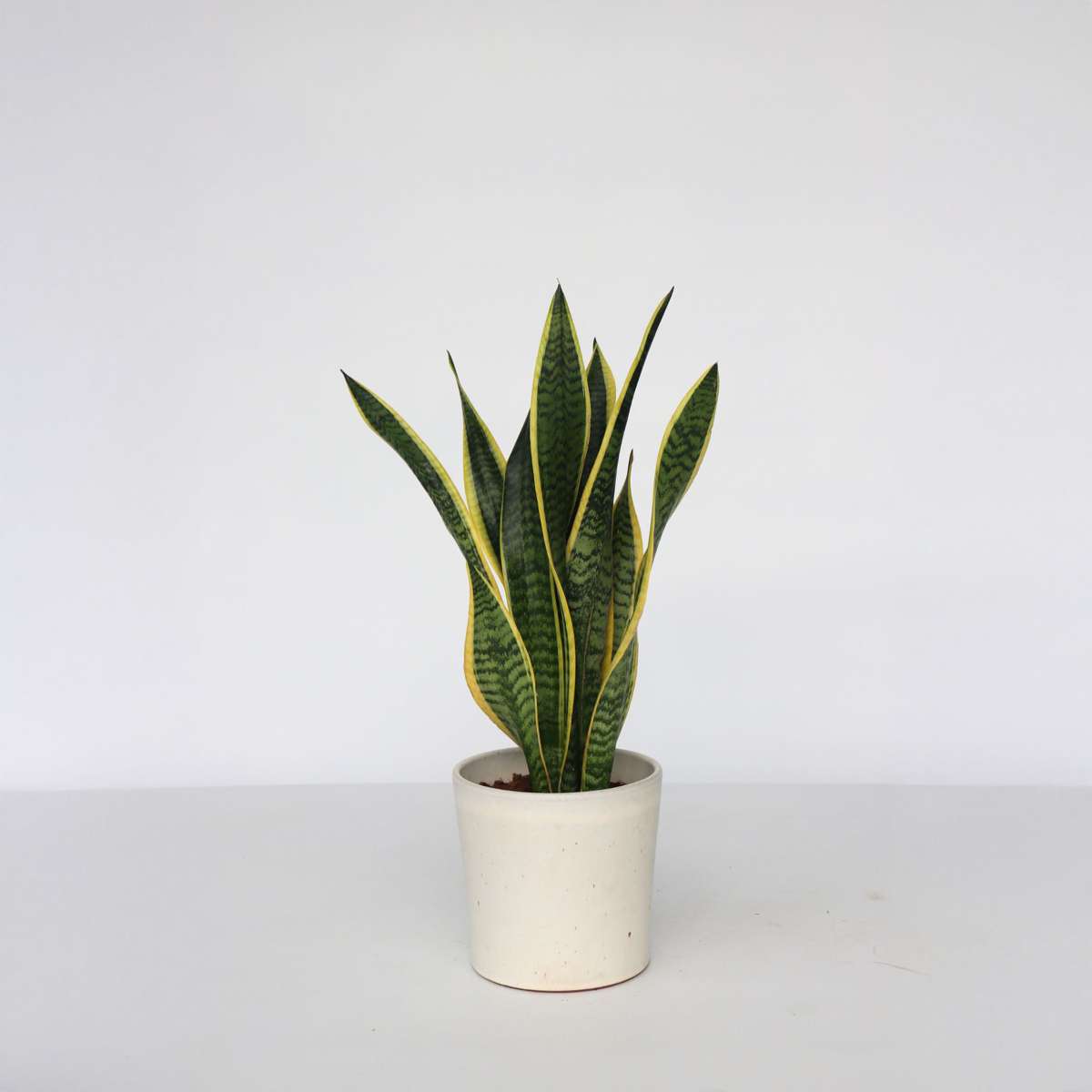 Sansevieria Laurentii