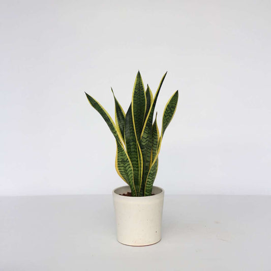 Sansevieria Laurentii