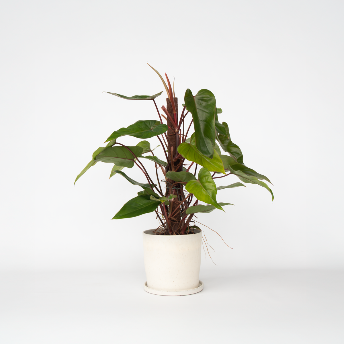 Philodendron 'Red Emerald Kratiste'