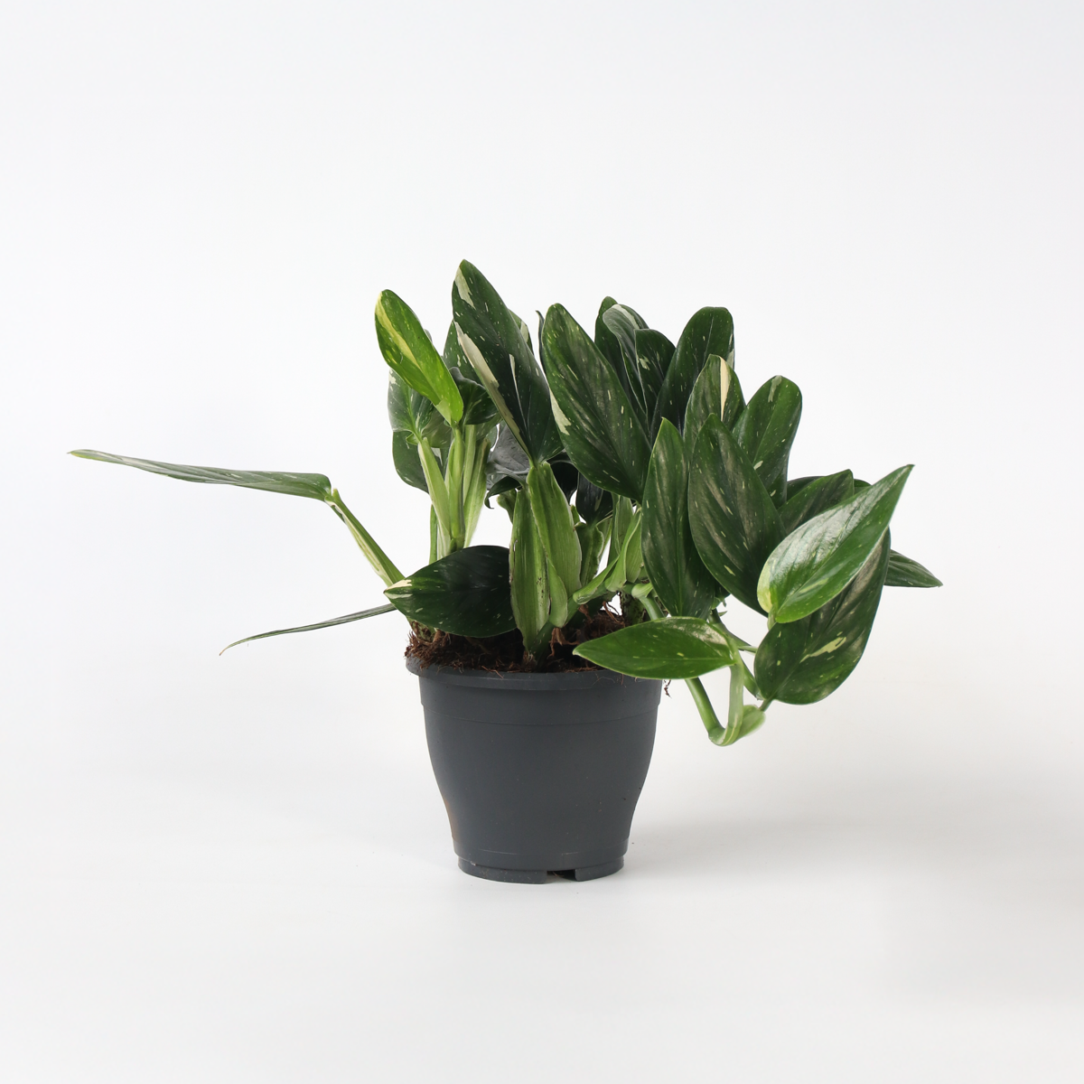 Philodendron 'Cobra' - Hangplant