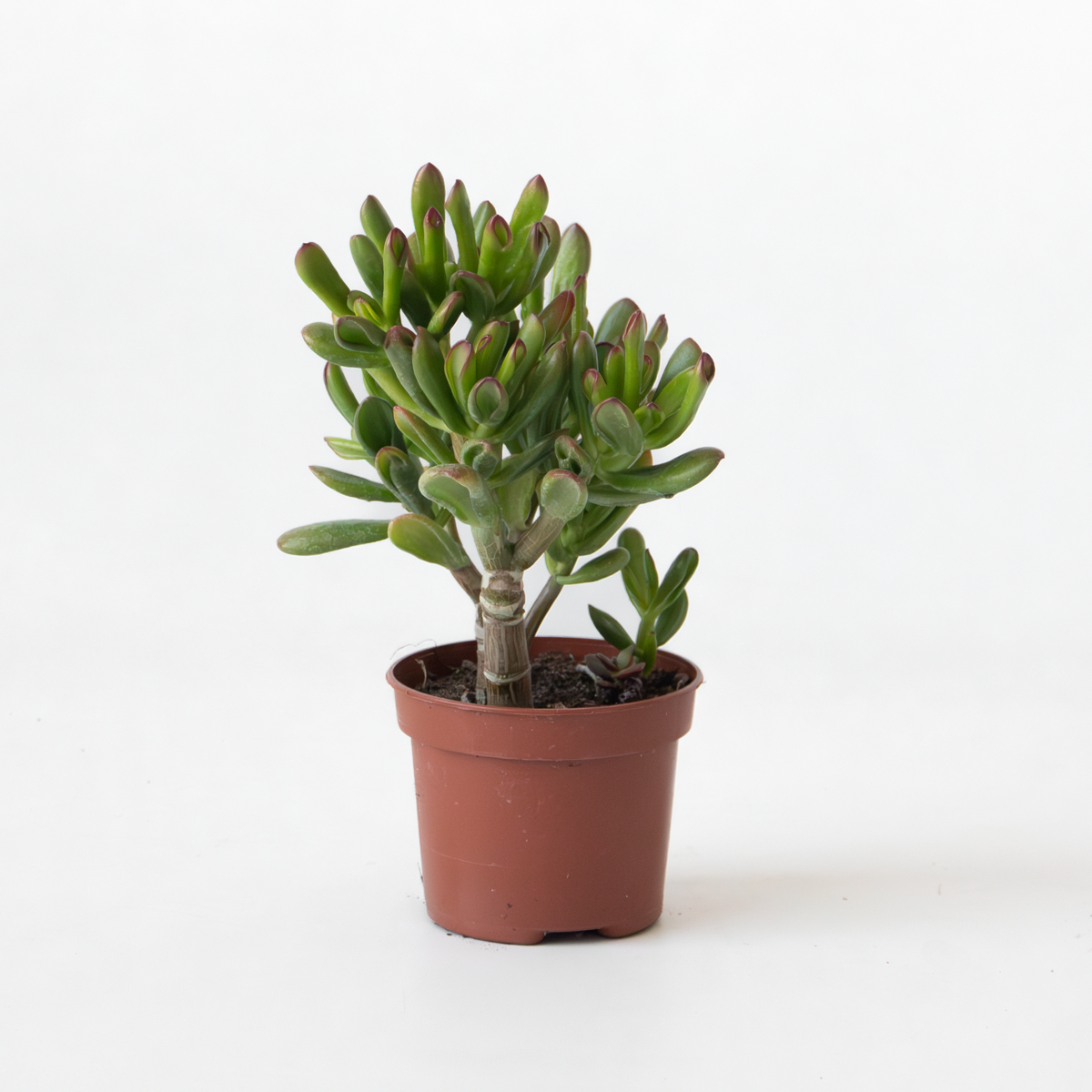 Crassula ovata 'Gollum'