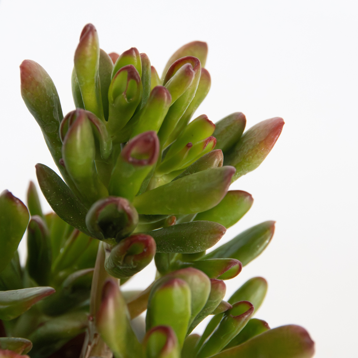 Crassula ovata 'Gollum' - Set van 2