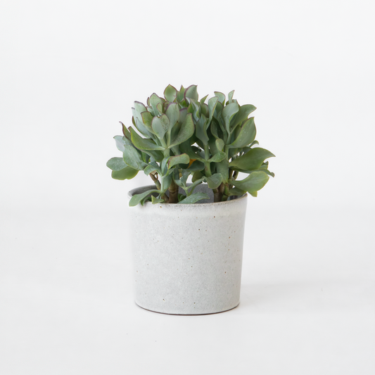 Jadeplant - Crassula arborescens 'Curly'