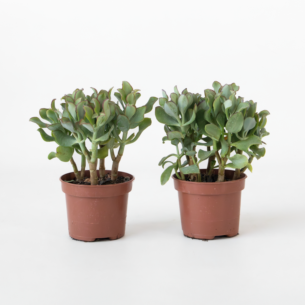 Jadeplant - Crassula arborescens 'Curly' - Set van 2