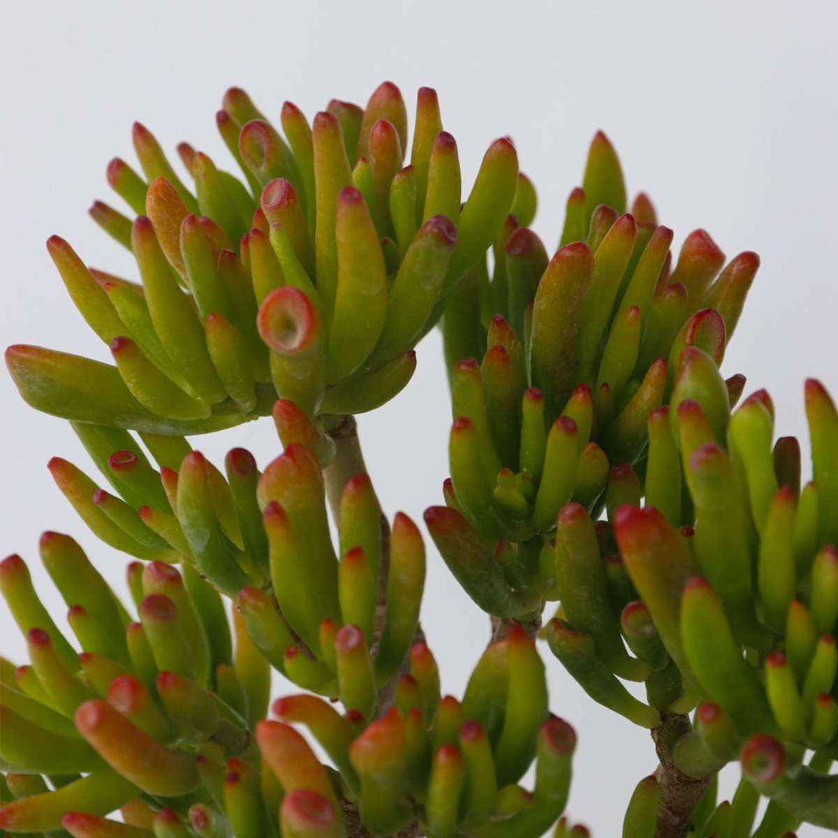 Crassula ovata 'Hobbit'